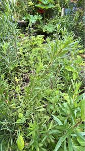 Image result for Gomphocarpus tenuifolius