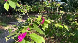 Image result for Alafia caudata