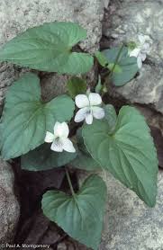 Image result for Bromuniola gossweileri