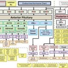 37 best endocrine system images endocrine system