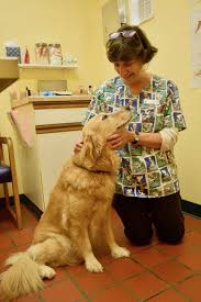 Dog doctor near me number. What You Should Know About Emergency Vets Before You Need One
