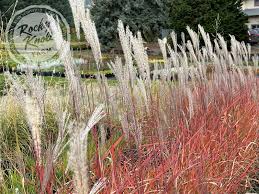 Image result for Miscanthus violaceus