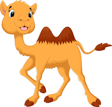 Each hump (on a healthy camel) weighs approximately 80 lbs., so a bactrian camel carries a minimum 160 lbs. Alice The Camel Nursery Rhyme Alice The Camel With Lyrics Tune And Music