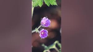Image result for Geranium bohemicum Orhcid Blue