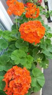 Image result for foto muškáty