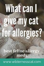 Allergy Medicine For Cats What Can I Give My Cat For Allergies Cat Medicine Allergy Medicine Cat Allergies