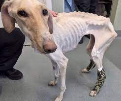In Britain, a dog with all the bones of its body was rescued by an animal  charity after wandering th.. - MK