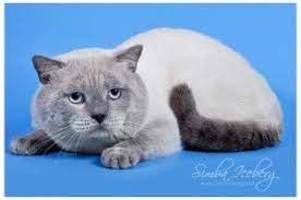 Pin On Scottish Straight Cats