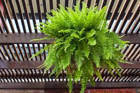 For optimum growth, the boston fern prefers 65 degree fahrenheit night temperatures and warmer daytime temps up to 95 degrees. How Often Should You Water A Boston Fern