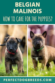 Belgian Malinois Puppies Belgian Malinois Puppies Malinois Puppies Belgian Malinois Dog