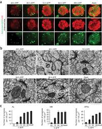 Bisa membagi bertahap atau dengan pohon faktor. Activity Dependent Regulation Of Astrocyte Gat Levels During Synaptogenesis Nature Neuroscience
