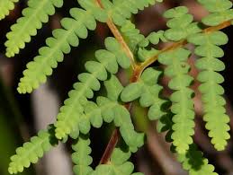 Image result for Gleichenia elongata