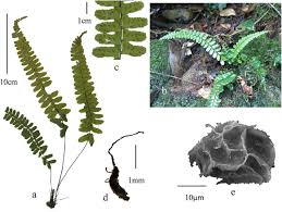 Image result for Asplenium normale