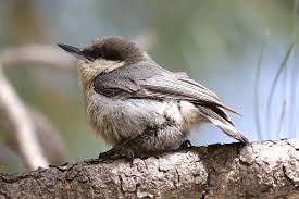 Image result for Pavetta pygmaea