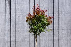 Image result for Eugenia natalitia