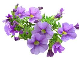 Free for commercial use high quality images Purple Flowers Download Transparent Png Image Png Arts