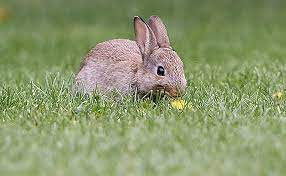 The Best Rabbit Bait And Trapping Tips