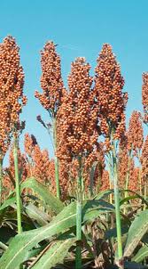 Image result for Sorghum versicolor