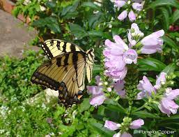 The flowers can be bent, twisted and arranged around the stem, hence obedient plant. Plant Of The Month Obedient Plant Clear Lake Chapter Native Plant Society Of Texas