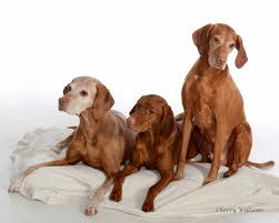 Send email to vanguard vizslas click here to visit vanguard vizslas website. Vizsla Puppies Ohio