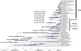 Image result for Ottelia fischeri