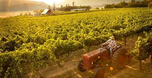 You should visit us to enjoy our wines crafted onsite with over 45 years of experience. The Rogue