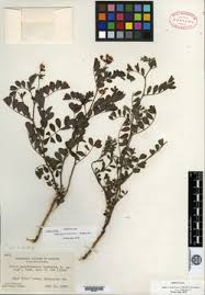 Image result for Lotus mlanjeanus