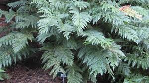 Image result for Todea