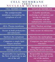 Check spelling or type a new query. What Is The Difference Between Cell Membrane And Nuclear Membrane Pediaa Com