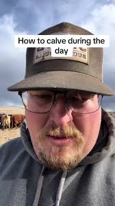 How Feeding Timing Influences Cow Calving