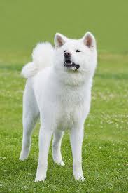Maybe you would like to learn more about one of these? White Akita Japanese Dogs Japanese Akita Akita Dog