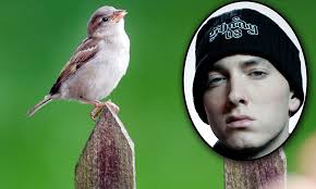 Sparrows' birdsong is not what it seems