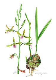 Image result for Vittaria guineensis