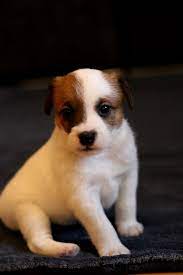 2021 satilik jack russel terrier fiyatlari panosundaki pin