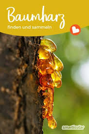 Baumharz Wo Es Zu Finden Ist Und Wie Man Es Sammelt Baumharz Finden Hautpflege Hautpflege Gesicht Hautpflege Produkte H In 2020 Heilpflanzen Harz Hausmittel