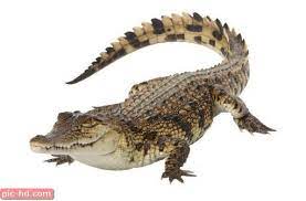 صور تمساح انواع التماسيح واين تعيش nile crocodile crocodile facts crocodile