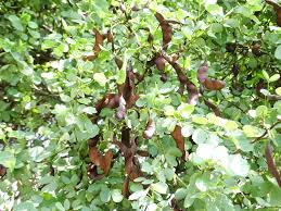 Image result for Landolphia rufescens