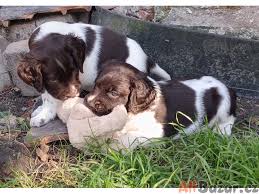 Image result for Malý münsterlandský ohař