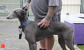Greyhounds as pets put out an urgent call for foster homes. Great Mates The Prison Inmates Caring For Retired Greyhounds The Spinoff