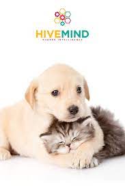Do You Love Talking About Your Cat Or Dog We Want To Learn More About Your Relationship With Your Pet Join Our Fun Interactive Online Di Dog Cat Cats Pets