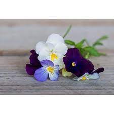 Pin On Emary S Garden