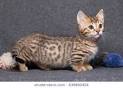BENGAL SPHYNX DEVON REX MUNCHKIN SCOTTISH FOLD FOR SALE ...