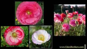 They bloom and fruit poorly in other climates, including if you are growing them from seeds, usually you have to plant the seeds where you want them to grow because the seedlings of most types of. How To Grow Poppies Poppy Seeds Planting Instructions Eden Brothers