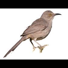 Image result for Cenchrus trisetus