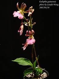 Image result for Eulophia guineensis