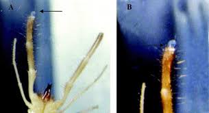 Learn about camel spiders in arizona, what they look like, their bite, behavior and how to get rid of these pests from the experts at western exterminator. The Suctorial Organ Of The Solifugae Arachnida Solifugae Sciencedirect