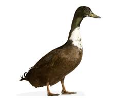 نتیجه جستجوی لغت [canard] در گوگل