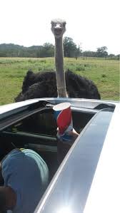 Animal Feed Is Available For Purchase And Recommended If You Want To Get The Animals Right Up To Your Windows In 2020 Day Trips Park Trip