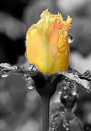 صور ورد اصفر Pesquisa Google Color Splash Photography Color Splash Yellow Roses