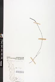 Image result for Striga baumannii